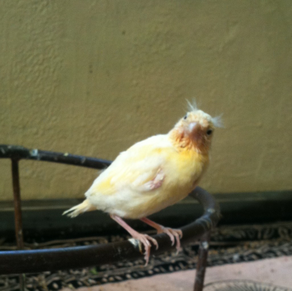 canary