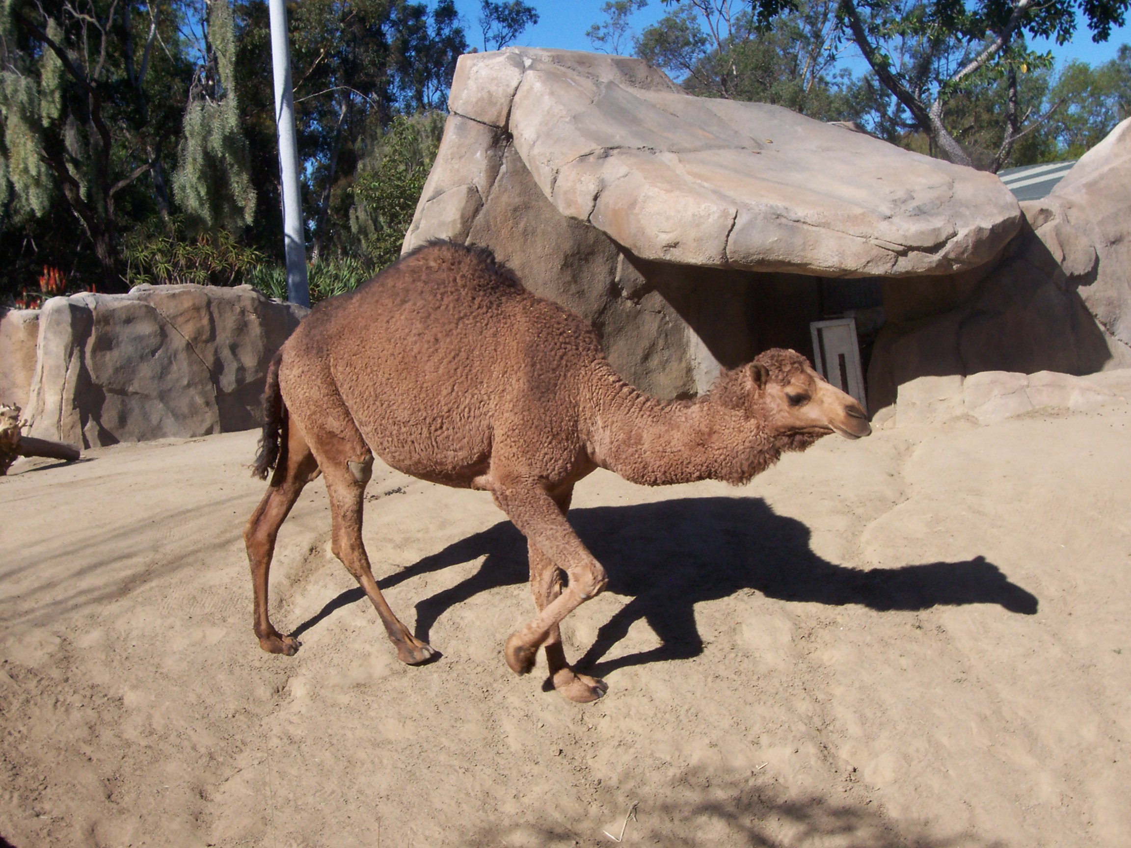 camel