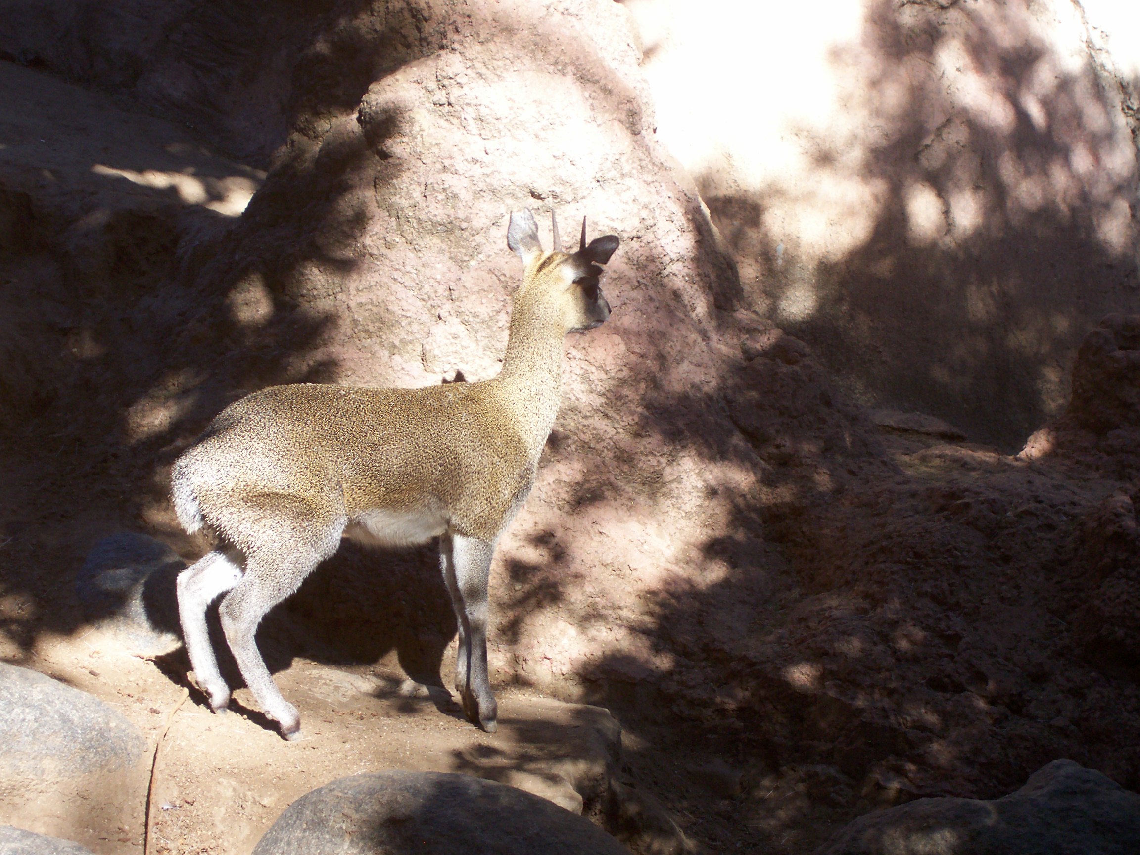 klipspringer