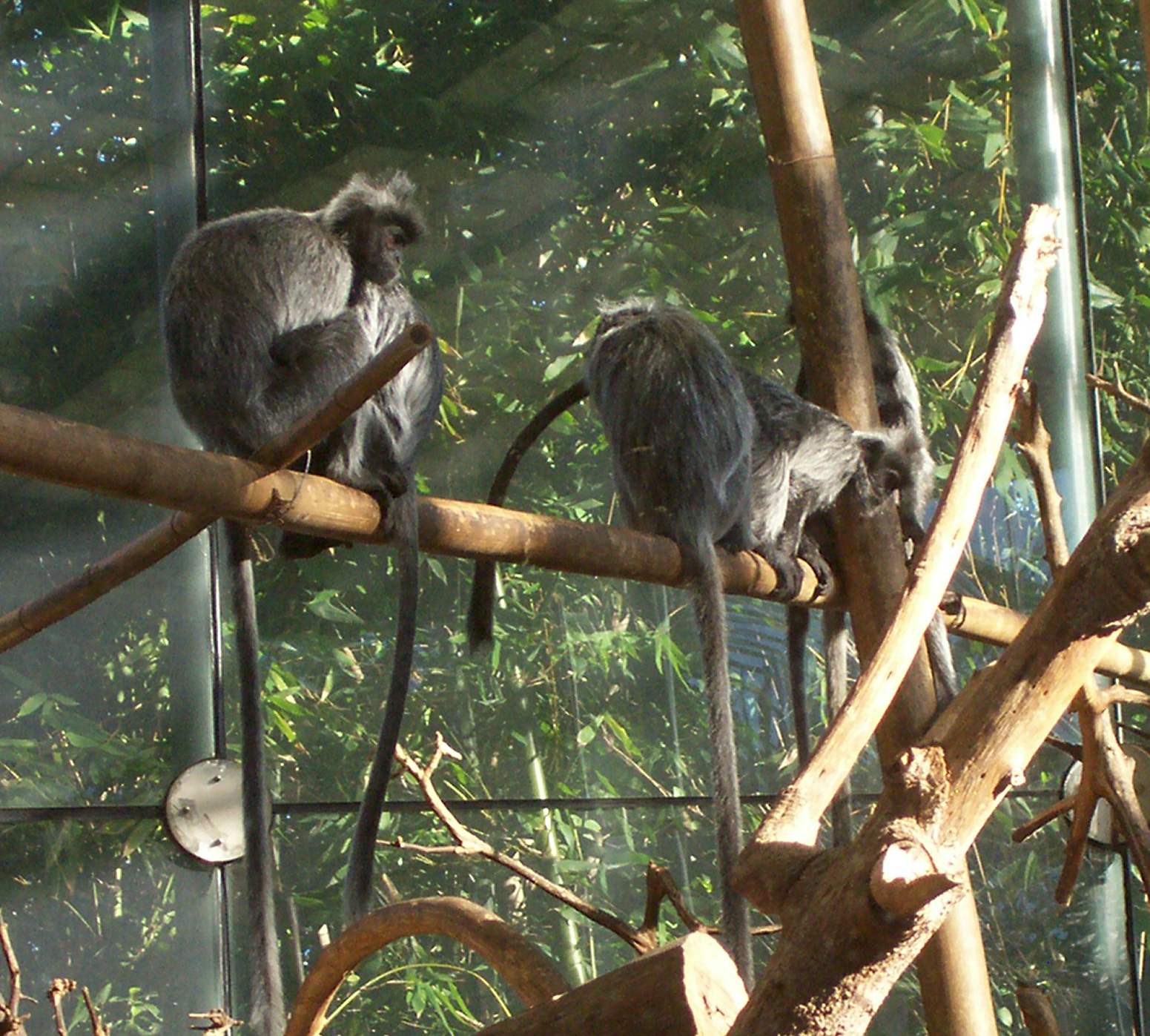 monkeys