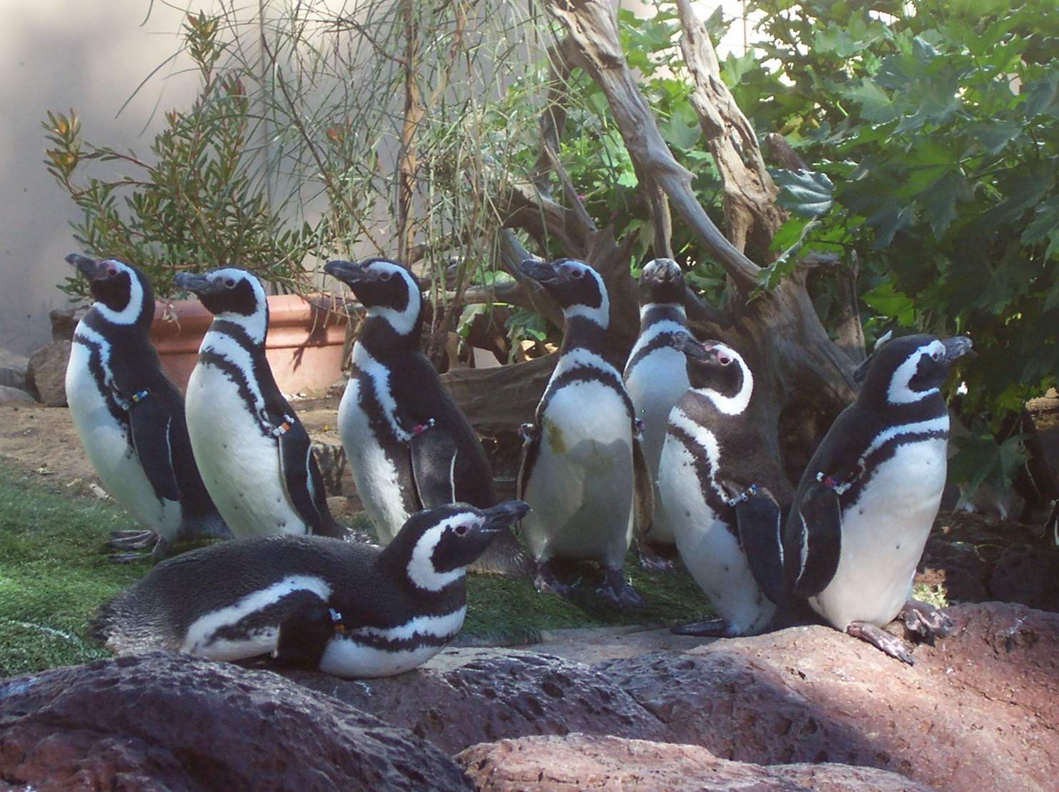 penguins