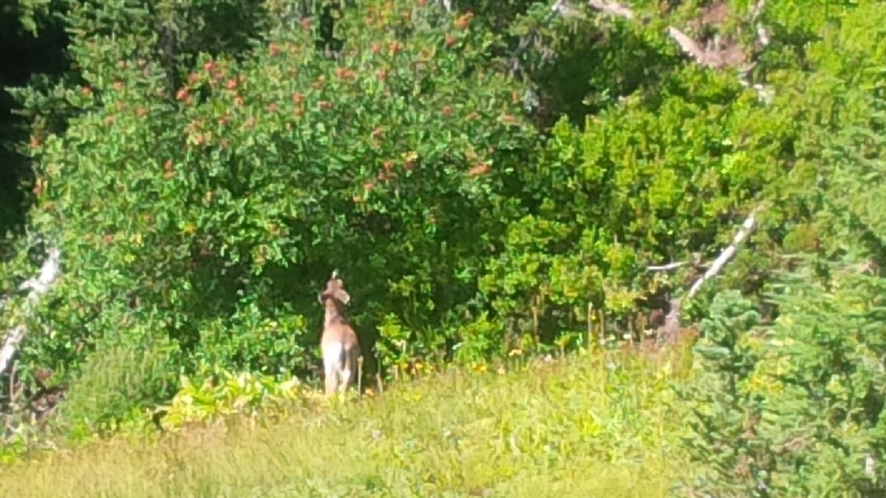 deer and mountain