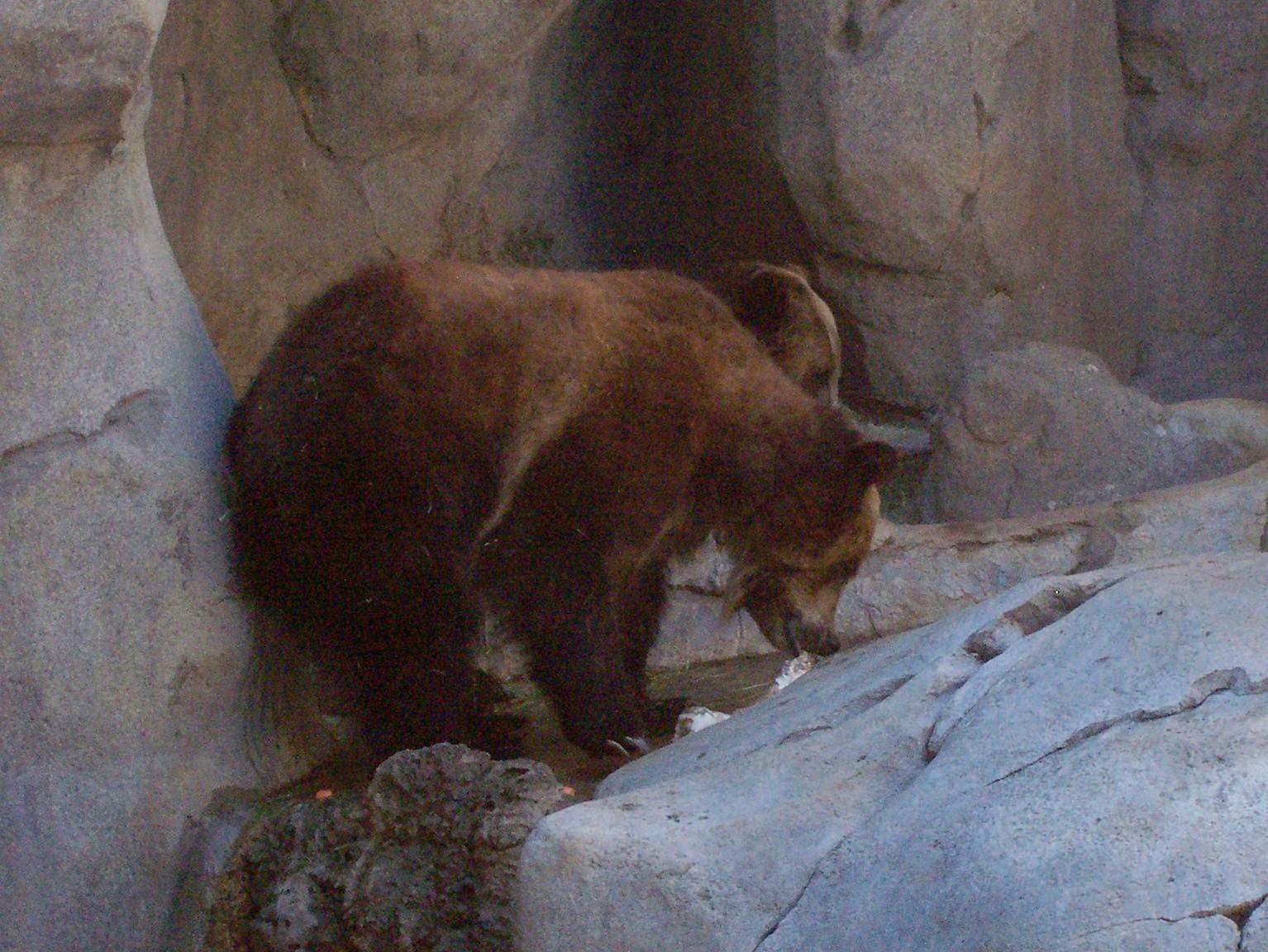 grizzly bear