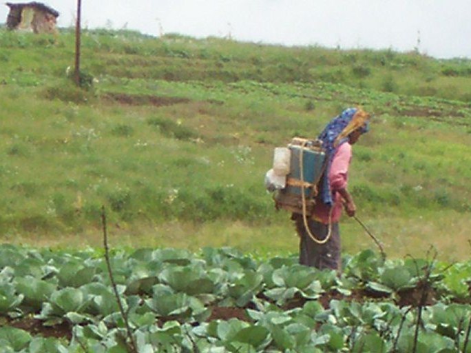 farmer