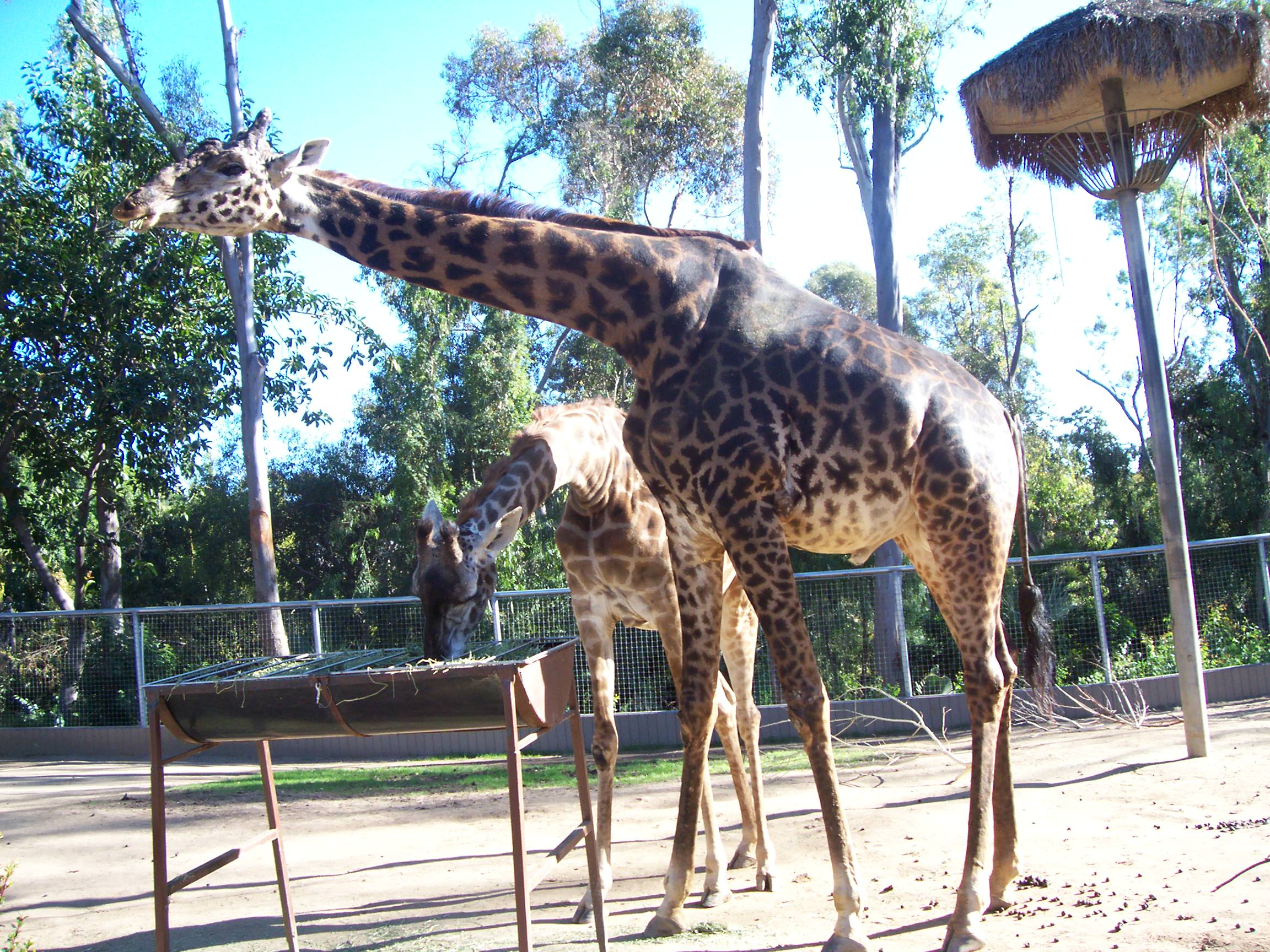 giraffes