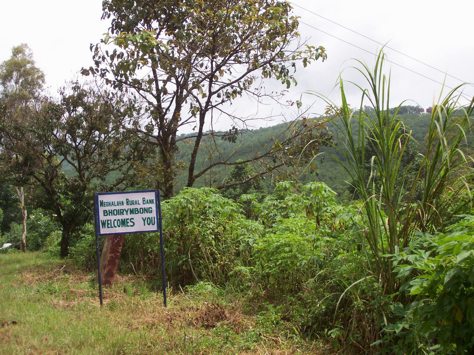 green roadside