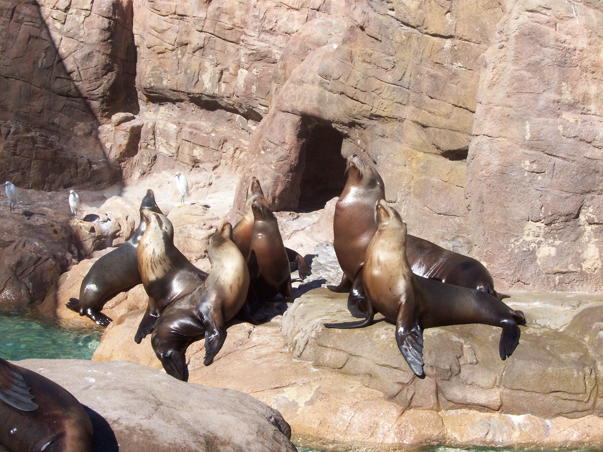 sea lions