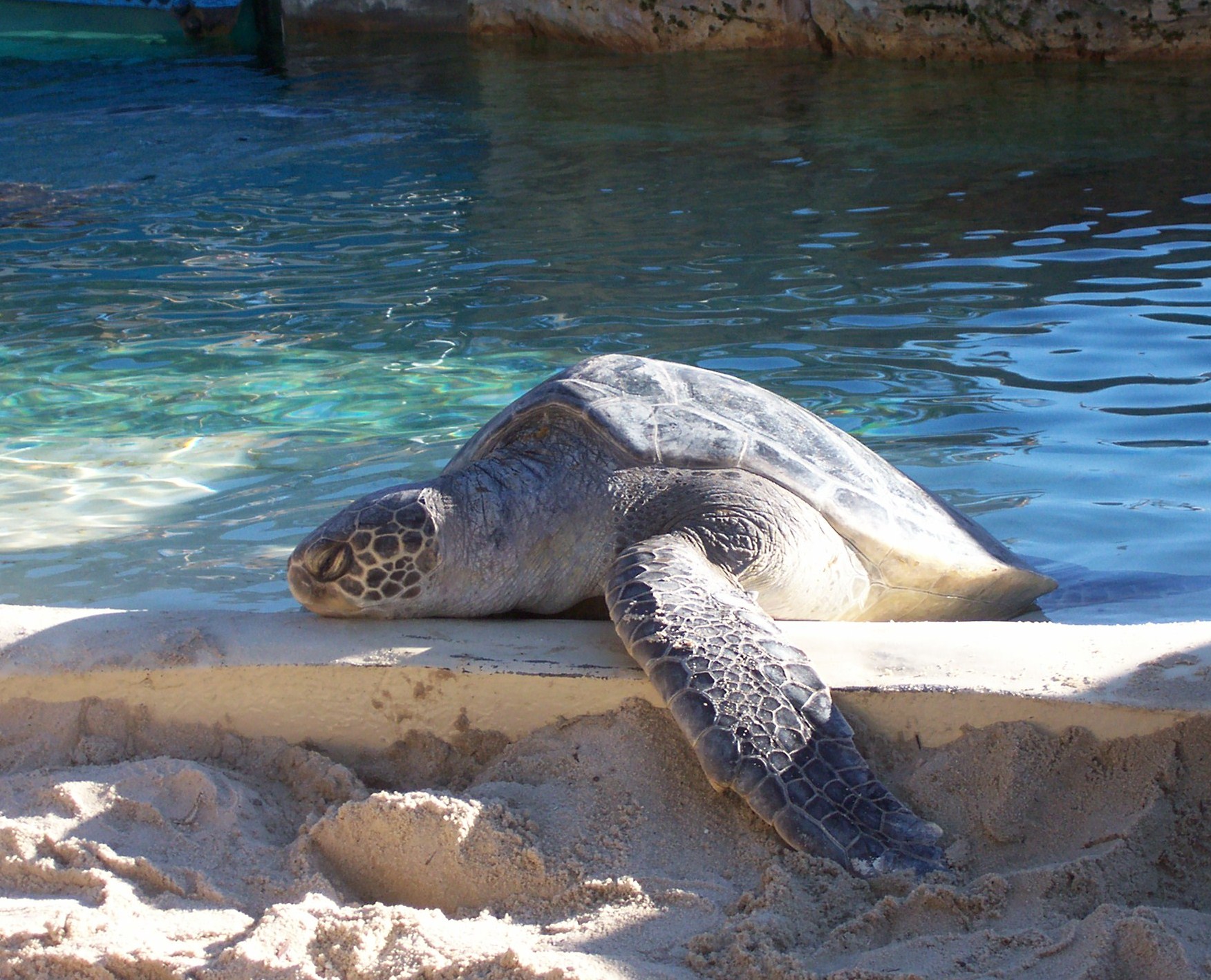 sea turtle