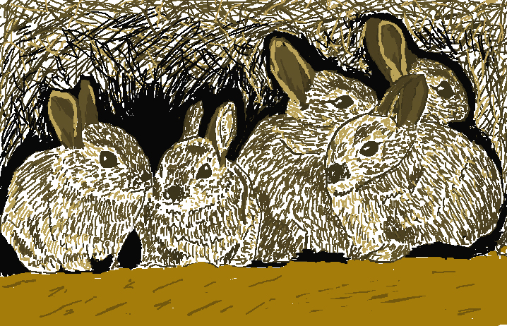 rabbits