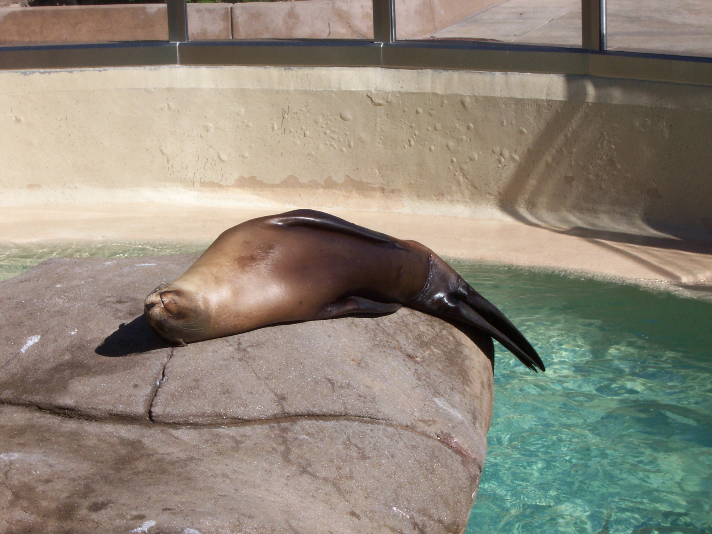 sea lion