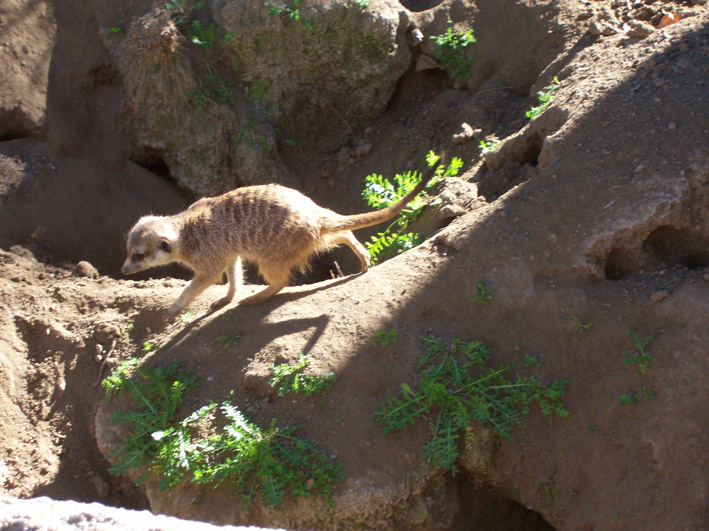 suricate