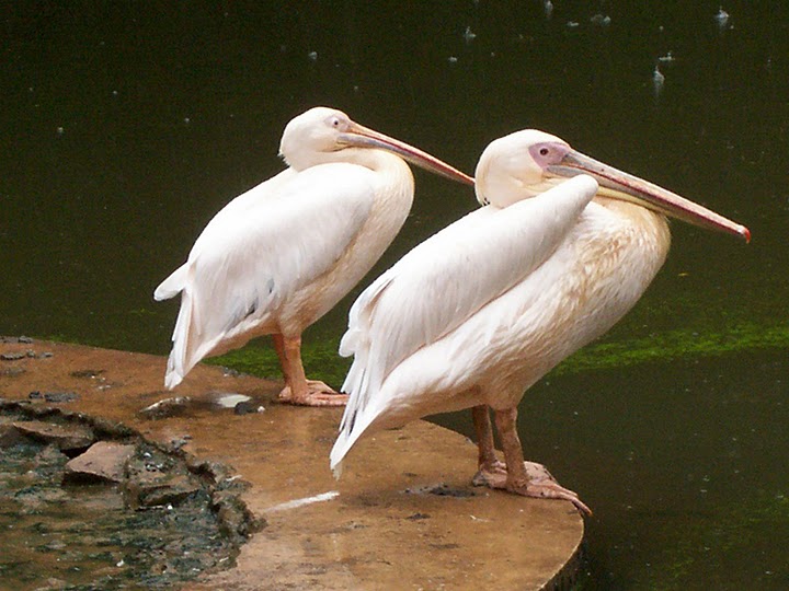 two white birds